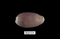 藏品(愛龍寶螺)的圖片